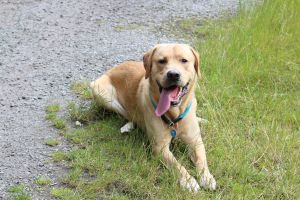 Das beste Hunefutter für den Hund